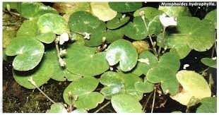 Image result for Nymphoides brevipedicellata