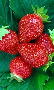 Schoner Garten Obst Und Gemuse Exotische Fruchte Erdbeeren