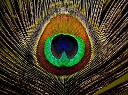 Peacock Feathers Hd Wallpapers Peacock Feathers Backgroundsnew Feather Wallpaper Peacock Peacock Painting