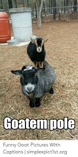11 Funny Memes With Goats Factory Memes