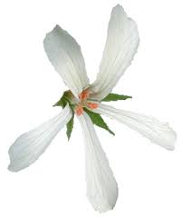 Image result for Pelargonium alchemilloides