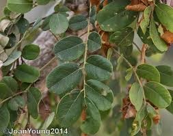 Image result for Dalbergia melanoxylon