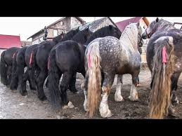 Centru, botanica, râșcani, poșta veche, ciocana, buiucani, telecentru) sau suburbie. Cai De Vanzare 2019 Caii Lui Domnul Fanel De La Dornesti Ø¯ÛØ¯Ø¦Ù Dideo