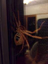 14 Scary Things In Australia That Will Have You Packing Your Bags In A Hurry Australia Animals Australia Animals Scary Scary Animals