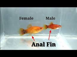 How Can I Tell If My Platies Are Male Or Females They Are Silver And  Purple... | My Aquarium Club