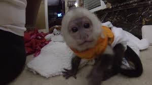 331 likes · 26 talking about this. Capuchin Monkey Baby Pet Pet S Gallery