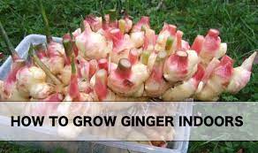 How To Grow Endless Supply Of Ginger Indoors Growing Ginger Indoors Growing Ginger Grow Garlic Indoors