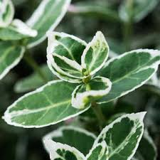 Jun 09, 2021 · wintercreeper euonymus (euonymus fortunei) is a versatile species with shrubby, groundcover, and vining varieties on the market. Euonymus Hedging Guide Which Species To Plant