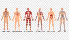 Almost every muscle constitutes one part of a pair of identical bilateral. Organ System Human Body Diagram Anatomy Biology Human Png Pngegg