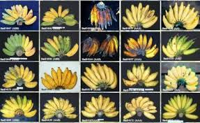 Pisang adalah salah satu jenis buah yang memiliki banyak jenis beserta namanya. Pengembangan Pisang Sebagai Komoditas Unggulan Ekspor Indonesia