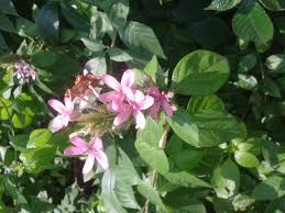 Image result for x Ruttyruspolia 'Phyllis van Heerden'