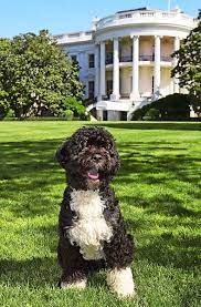 Barack obama hatte seinen töchtern sasha und malia vor seiner wahl 2008 einen hund versprochen, falls er als präsident ins weiße haus einziehen sollte. Der Fruhere Us Prasident Barack Obama War Vollig Vernarrt In Seinen Hund Bo Stuttgarter Zeitung