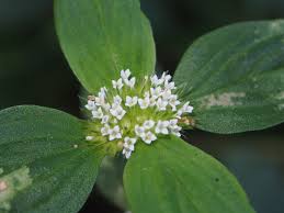 Image result for Mitracarpus hirtus