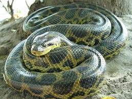 Green Anaconda The Largest Member Of The Boa Constrictor Group At 30 Feet 550 Pounds The Green Anaconda Is The Largest Anaconda Snake Green Anaconda Anaconda