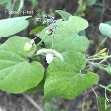 Image result for Pergularia daemia