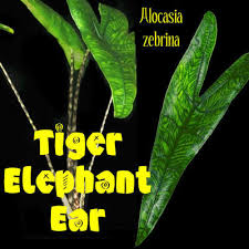 Verkauft wird diese schöne, große seltene alocasia zebrina reticulata mit toller mamorierung und gesunden wurzeln. Polynesian Produce Stand Tiger Elephant Ear Alocasia Zebrina Tigrina Narrow Leaf Zebra Striped Stems