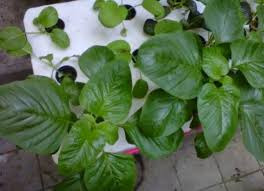Dalam kebanyakan kasus, bayam ditanam langsung di ladang. 5 Cara Menanam Bayam Hidroponik Dijamin Berhasil Seputar Informasi Dan Inspirasi