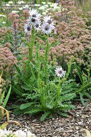 Image result for Berkheya speciosa