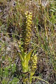 Image result for Corycium