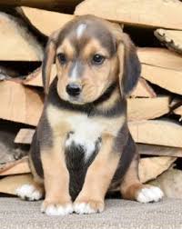 German shepherd puppies are often born with floppy ears (pictured). Beago Puppies For Sale Happy Valentines Day Happyvalentinesday2016i