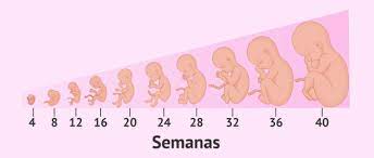 El Embarazo Sintomas Cuidados Y Etapas Del Desarrollo Fetal