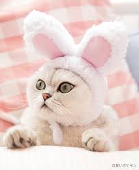 If you have two rabbits and you don't know what gender they are, get them to the vet immediately and find out if they're boys or girls. Pet Headwear Cute Cat Christmas Rabbit Ears Accessories Pet Cat Role Playing Hat Fashion Birthday Party Headwear Cat Accessories Aliexpress