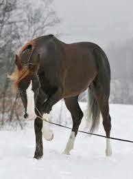 The dark liver chestnut and the light liver chestnut. Dark Liver Chestnut With Loads Of White Amid The Snow Pretty Horses Chestnut Horse Horses