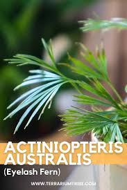 Image result for Actiniopteris radiata