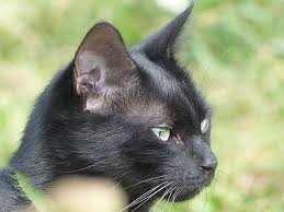 A scientific experiment has shown that if you. What Determines Cats Coat Colors My Animals