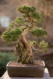 Richtige Pflege Fur Verschiedene Bonsai Arten Bonsai Pflanzen Bonsai Bonsai Baum