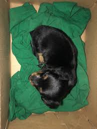 All our dachshunds puppies for sale come with the following. Miniature Dachshund Puppies For Sale Mesa Az 303181