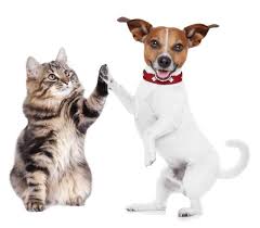 Albuquerque Animal Welfare Dept. celebrates progress made in past year