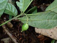 Image result for Massularia