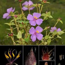 Image result for Antherotoma tenuis