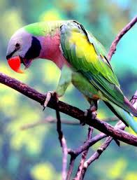 Red Breasted Parakeet Psittacula Alexandri Fasciata Papaganlar Papagan Kus