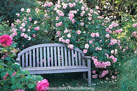 Pin On Flowers