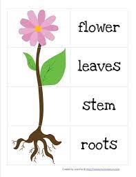 Parts Of A Flower Spring Preschool Spring Lessons