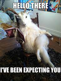 Funny Goat Meme Image Photo Joke 05 Quotesbae