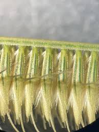 Image result for Ctenium