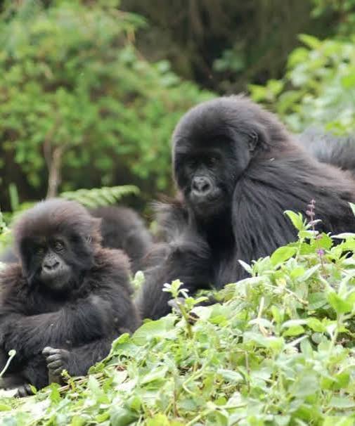 Two mountain gorillas resting among lush green vegetation in Uganda, illustrating gorilla trekking for pregnant women with Pridemark Safaris.