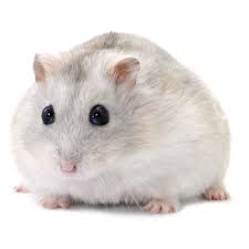 Huge sale on hamsters sale now on. Russian Dwarf Hamster Small Pet Hamsters Guinea Pigs More Petsmart