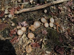 Image result for Pancovia holtzii