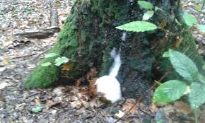 Pădurea hoia baciu este considerată una dintre cele mai înfricoșătoare din lume. Strange Foam Bild Von Hoia Baciu Project Cluj Napoca Tripadvisor