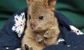 Quobba The Quokka At Perth Zoo Gatos Fotos In This World