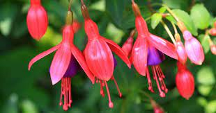 One you describe as the regular red/purple fuchsia, and the other is a hardy one called (you think) gartenmeister bonstedt. Growing The Fuchsia Plant Tips On Fuchsia Care Plantcaretoday