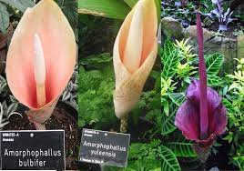 Here is the meaning and word scramble game information for aroids. Plant Families Araceae Aka Aroids Or Arums Tentative Plant Scientist