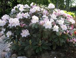 Gomer Waterer Singing Tree Gardens Nursery 4 5 Tall Mounding Organic Raised Garden Beds Garden Nursery Garden Trees