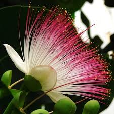 Image result for Barringtonia asiatica