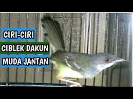 Burung ciblek jantan biasanya lebih responsif, sehingga bila kamu mendekatkannya dengan burung lain kamu akan dapat melihat adanya gerakan tubuh yang cepat. Ciri Ciri Burung Ciblek Dakun Jantan Muda Youtube