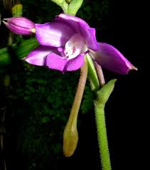 Image result for Calanthe sylvatica